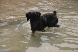 blacky-perro-pescador