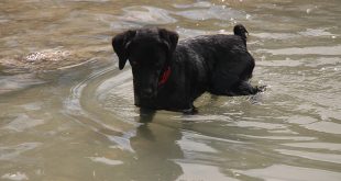 blacky-perro-pescador