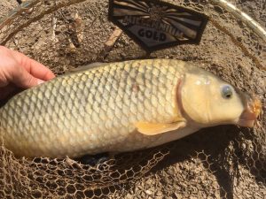 carpa-especie-invasora