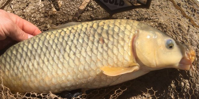 carpa-especie-invasora