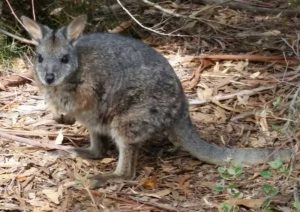 jose-maria-barquero-australia
