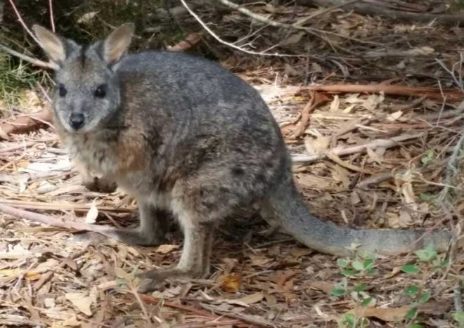  jose-maria-barquero-australia