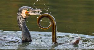 cormorán y anguila