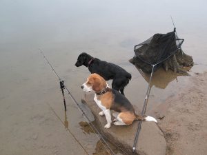 kali-blacky-perros