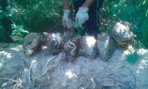 rebeca-simon-cuidar-entorno-etica-carpfishing
