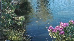 jose-luis-mata-escribano-carpfishing-webcarp-carpas-lerps