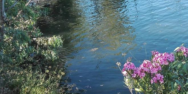 jose-luis-mata-escribano-carpfishing-webcarp-carpas-lerps