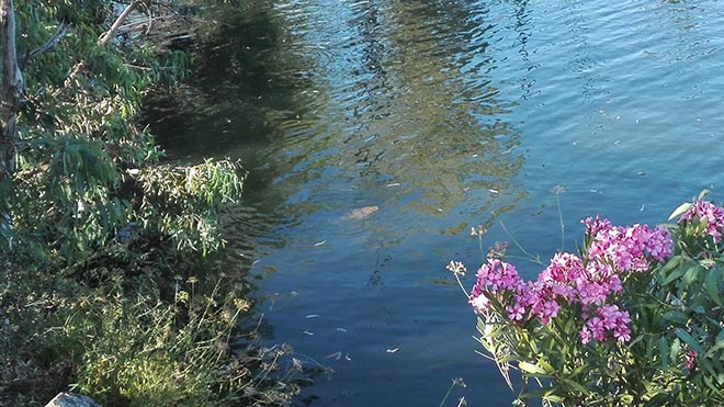 jose-luis-mata-escribano-carpfishing-webcarp-carpas-lerps