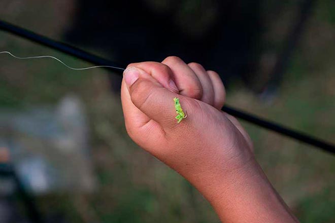 open-gavarcarp-regajo-bass-lance