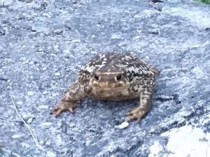 sapo-gigante-orilla