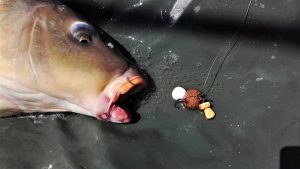 jose-luis-mata-escribano-carpista-carpa