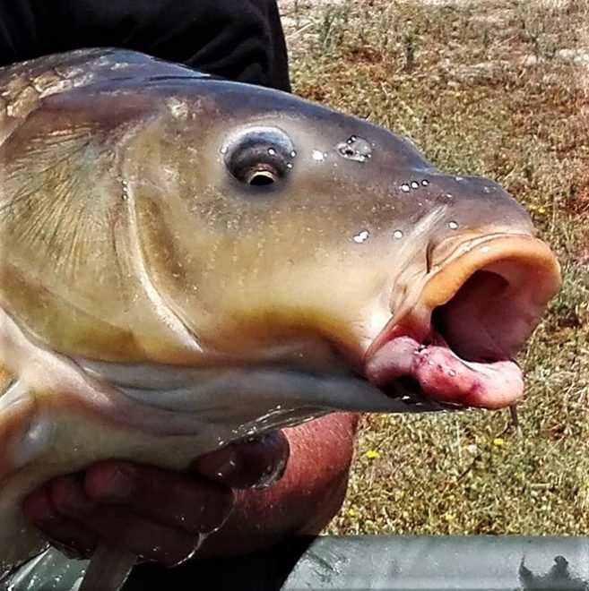 jose-luis-mata-escribano-carpista-carpa