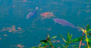 pesca-aguas-calientes