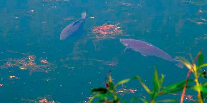 pesca-aguas-calientes