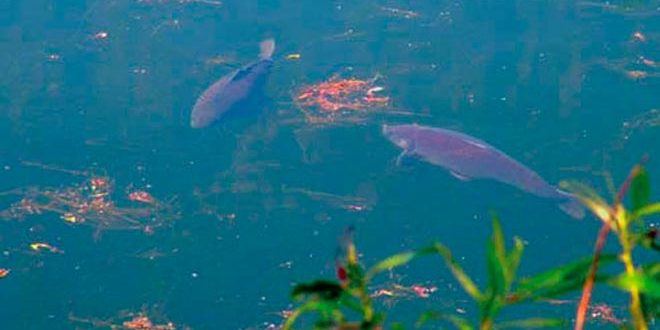 pesca-aguas-calientes