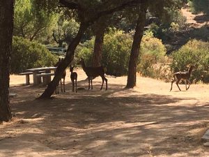 isa-rueda-encinarejo-jornada-limpieza