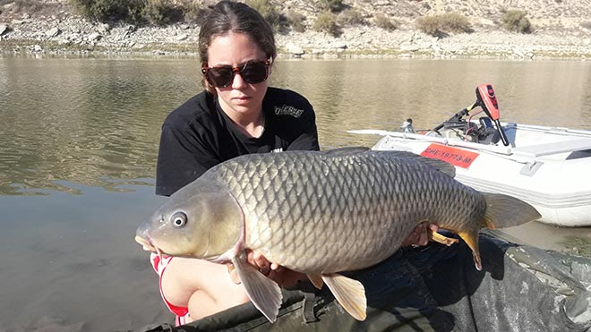 paula-garin-carpas-comunes-ebro