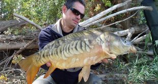 Carpas salvajes de río