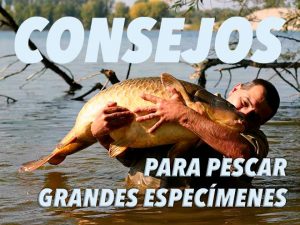 consejos-capturar-especimenes-mesa-redonda-carpmag-25