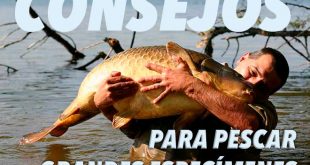 consejos-capturar-especimenes-mesa-redonda-carpmag-25